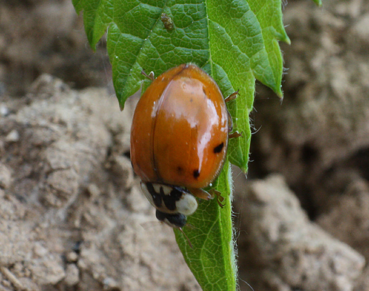 Harmonia axyridis - slavata ?